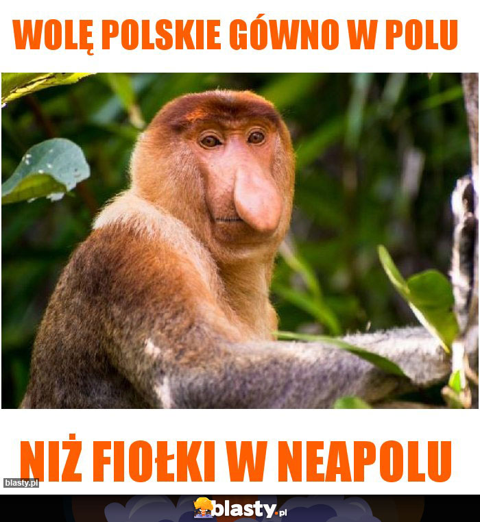 Wolę Polskie gówno w polu