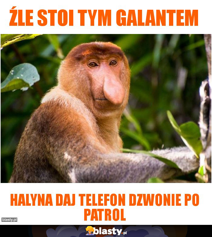 Źle stoi tym Galantem