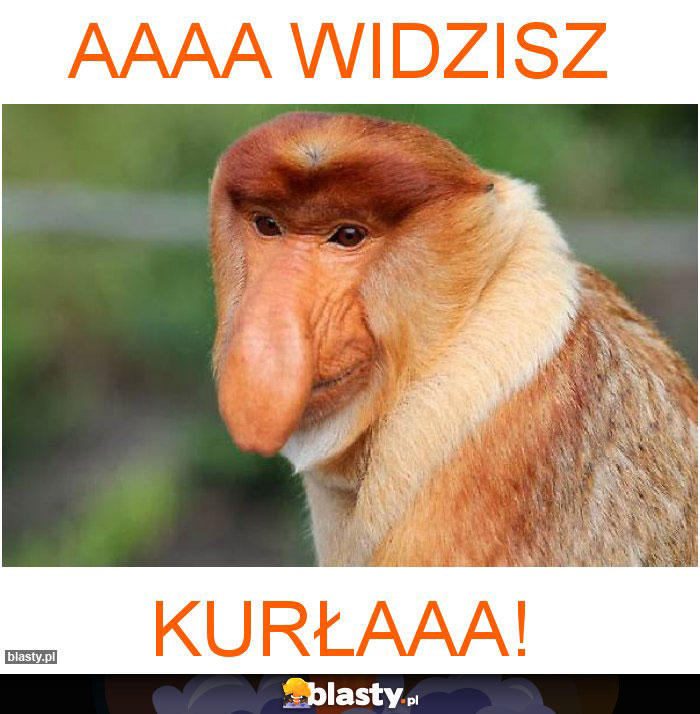 aaaa widzisz