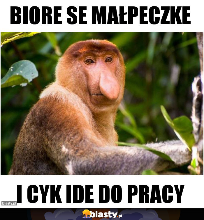 Biore se małpeczke