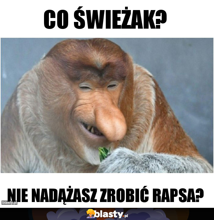 Co świeżak?