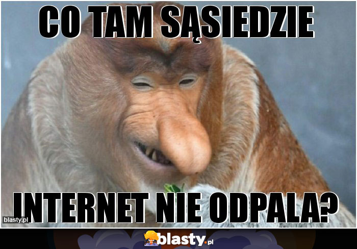 Co tam sąsiedzie