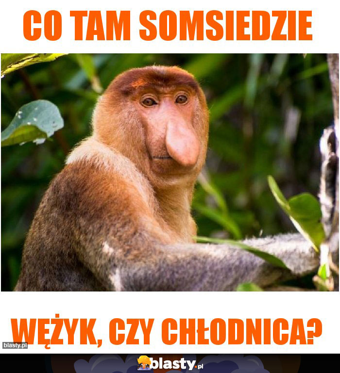 Co tam somsiedzie