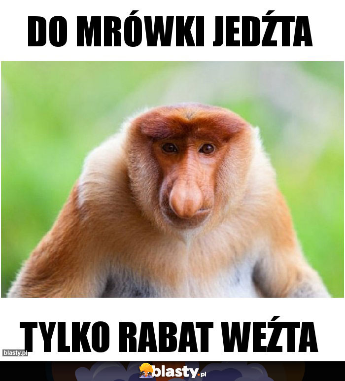 Do mrówki jedźta