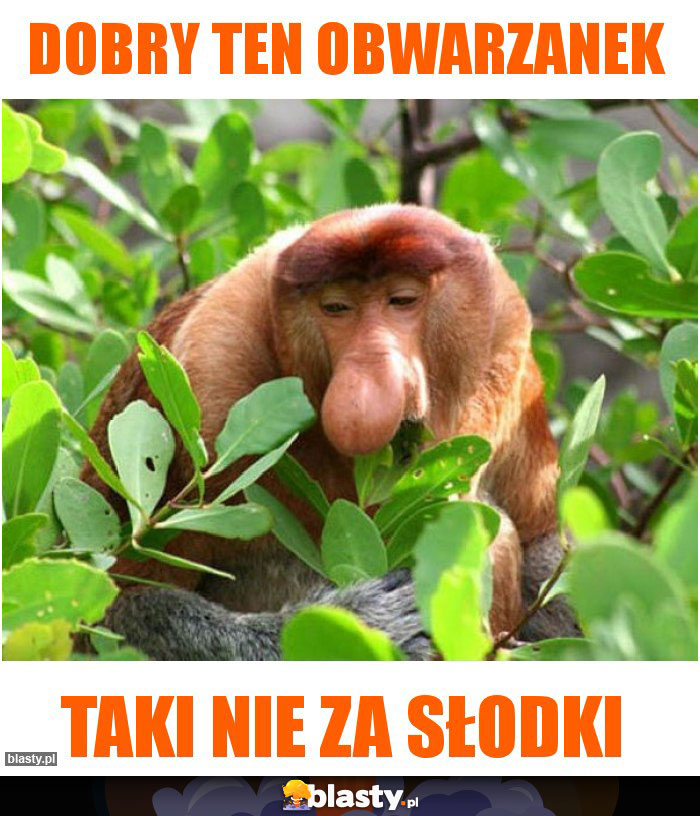 DOBRY TEN OBWARZANEK