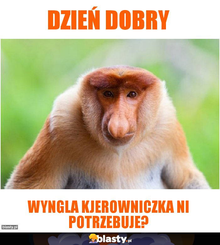 dzień dobry