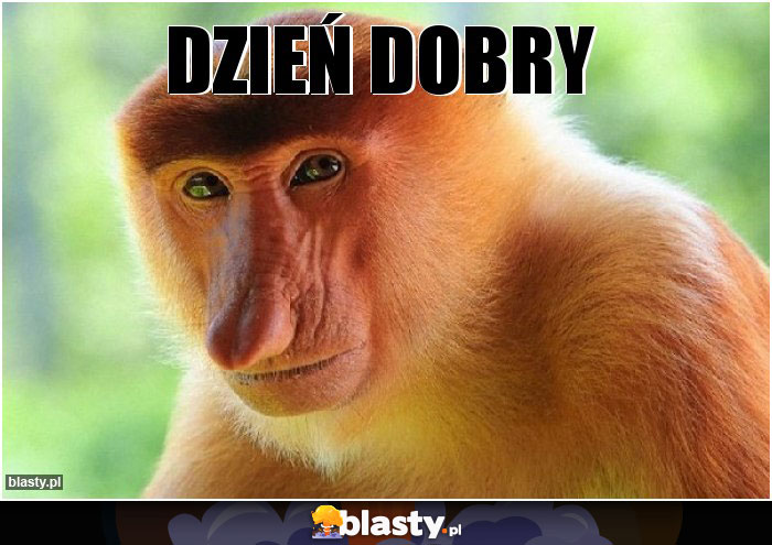 dzień dobry