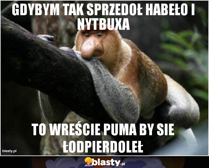 gdybym tak sprzedoł habeło i nytbuxa