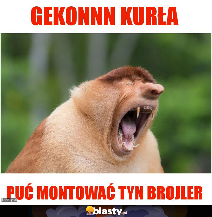 GEKONNN KURŁA