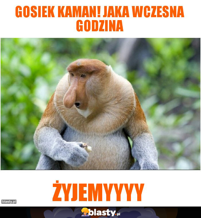 Gosiek kaman! Jaka wczesna godzina