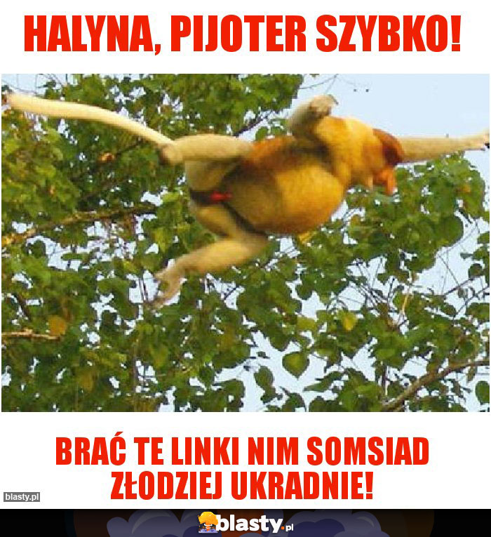 HalYna, pijoter szybko!