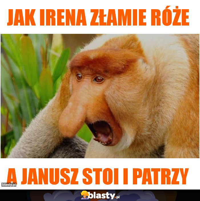 Jak irena złamie róże