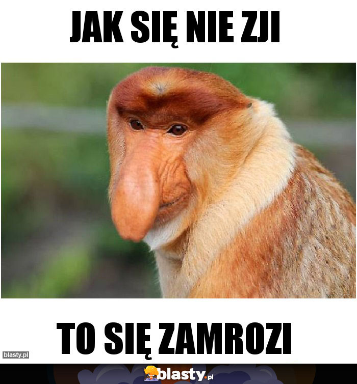 JAK SIĘ NIE ZJI