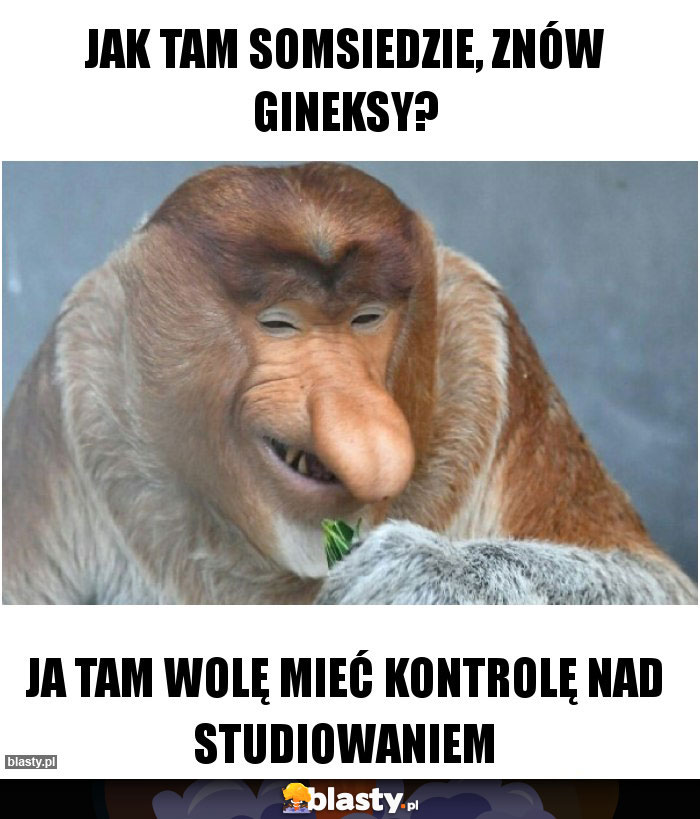 Jak tam somsiedzie, znów gineksy?