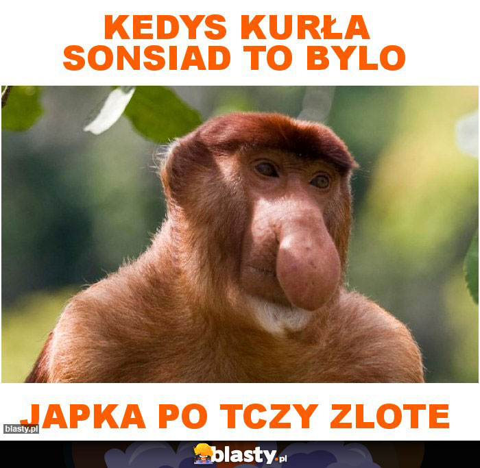 Kedys kurła sonsiad to bylo