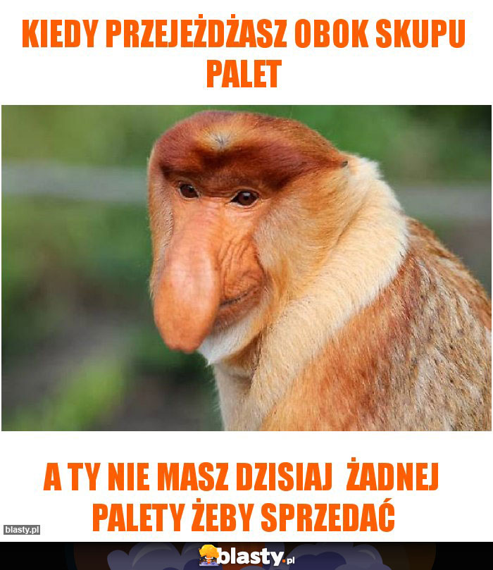 Kiedy przejeżdżasz obok skupu palet