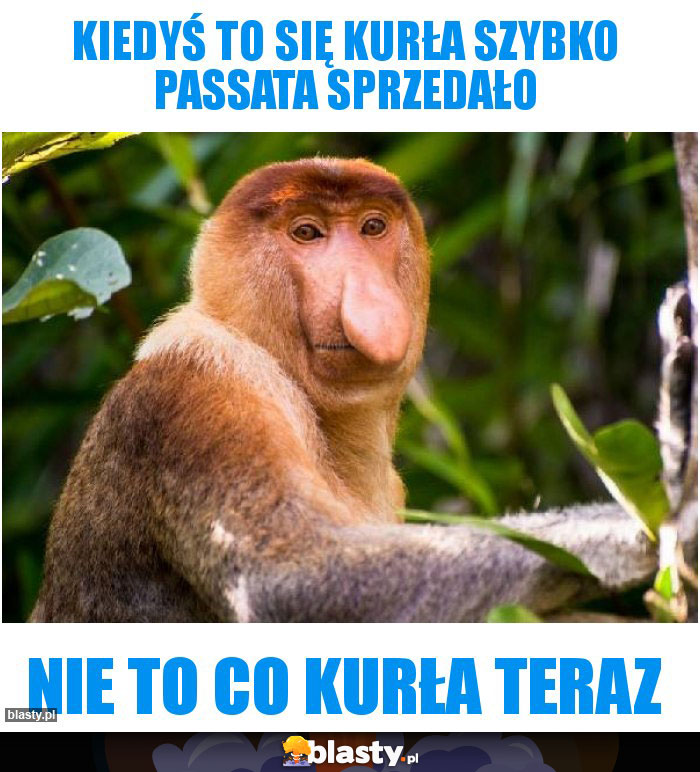 Kiedyś to się kurła szybko Passata sprzedało