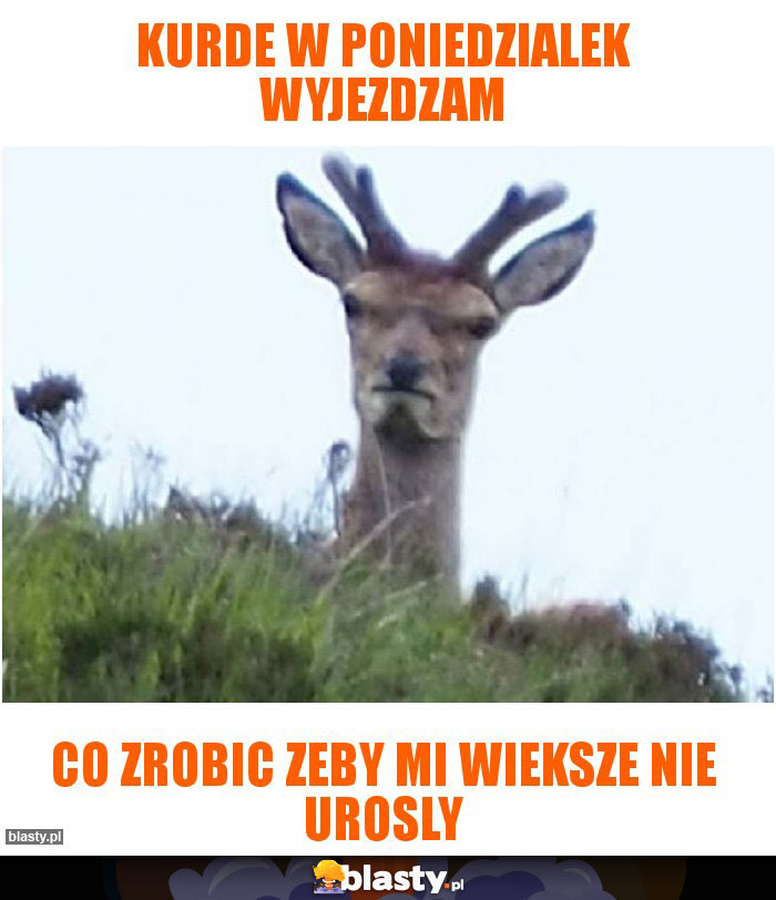 kurde w poniedzialek wyjezdzam