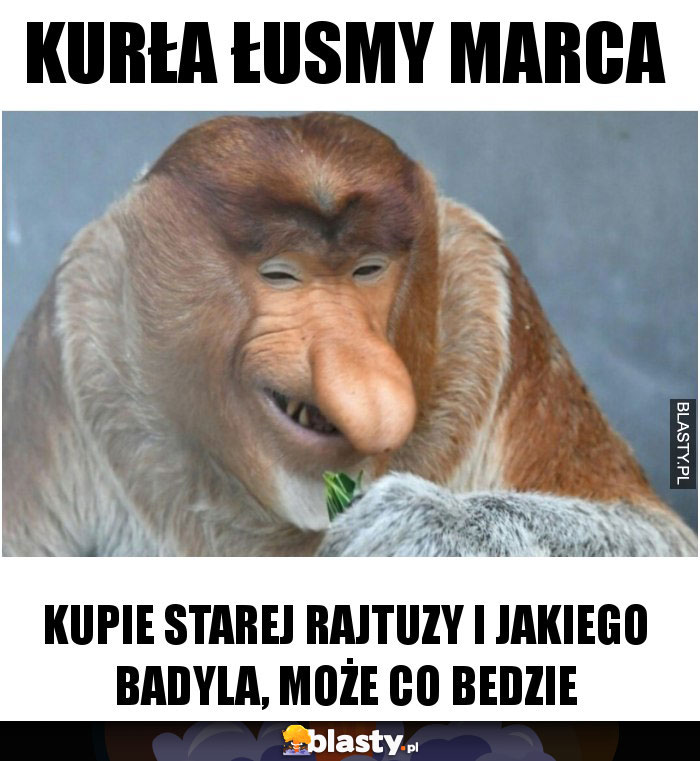 Kurła łusmy marca