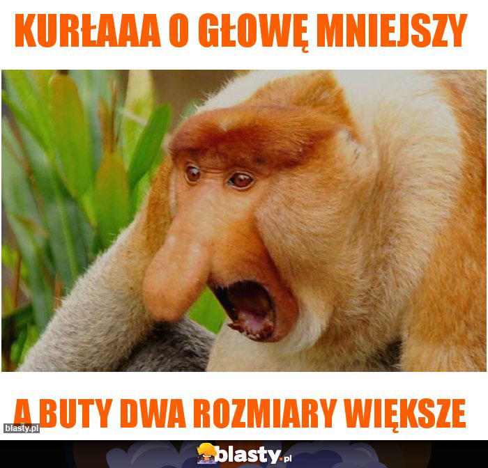 Kurłaaa O głowę mniejszy