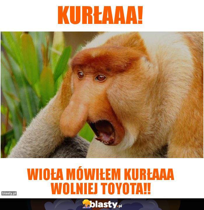 Kurłaaa!