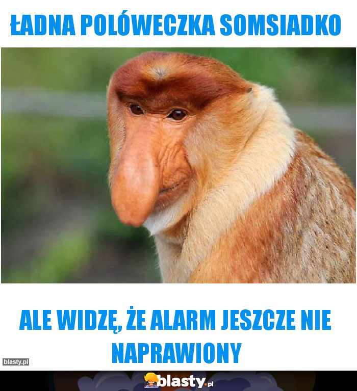 Ładna polóweczka somsiadko