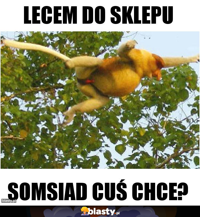 LECEM do sklepu