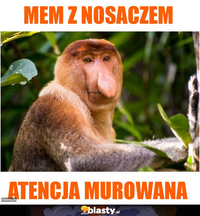 Mem z nosaczem