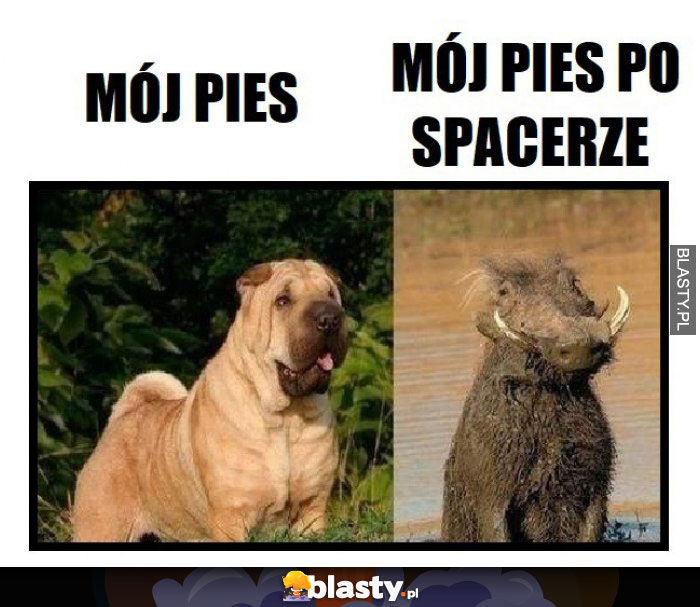 Mój pies po spacerze