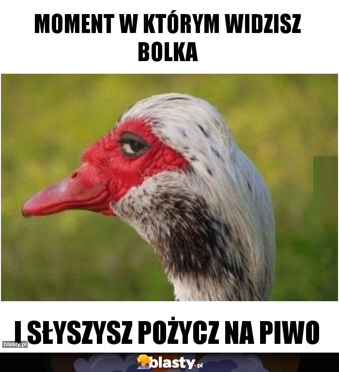 moment w którym widzisz bolka