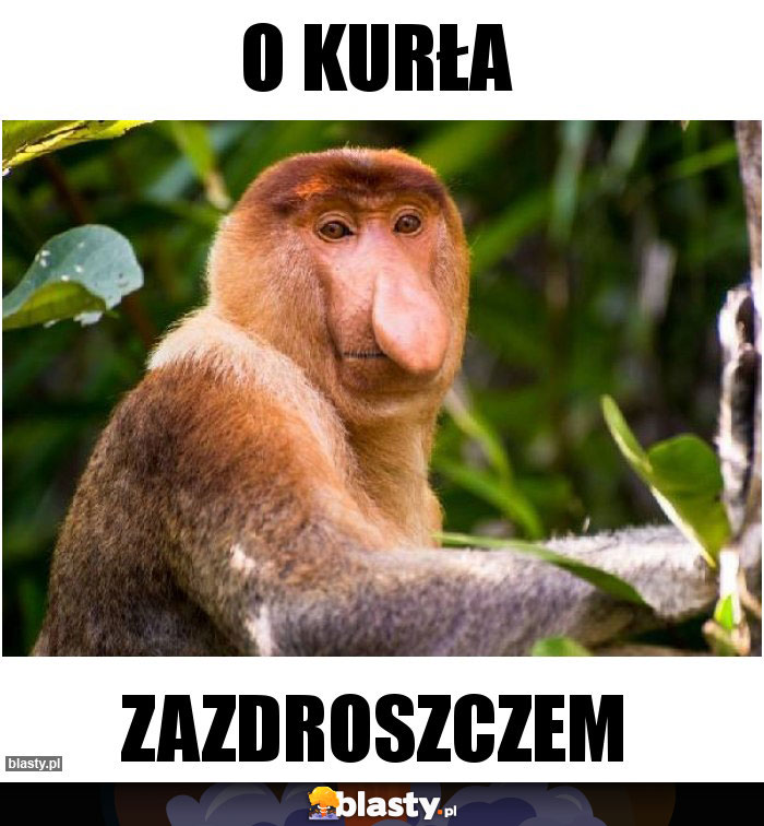 O kurła