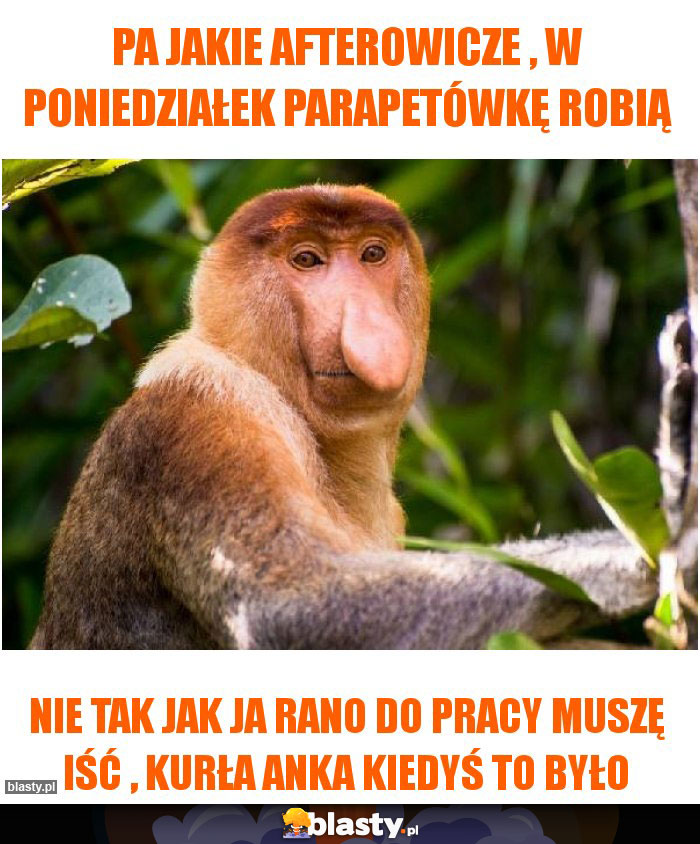 Pa jakie afterowicze , w poniedziałek parapetówkę robią