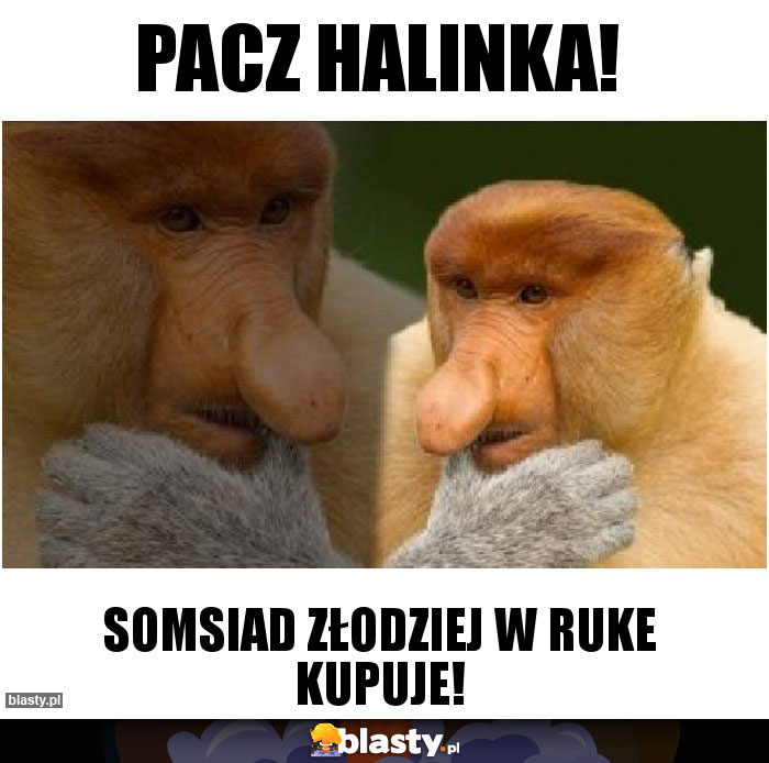 Pacz Halinka!