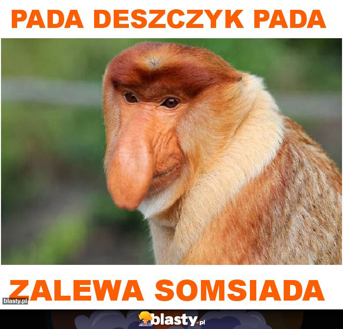 Pada deszczyk pada