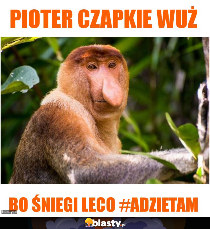 Pioter czapkie wuż