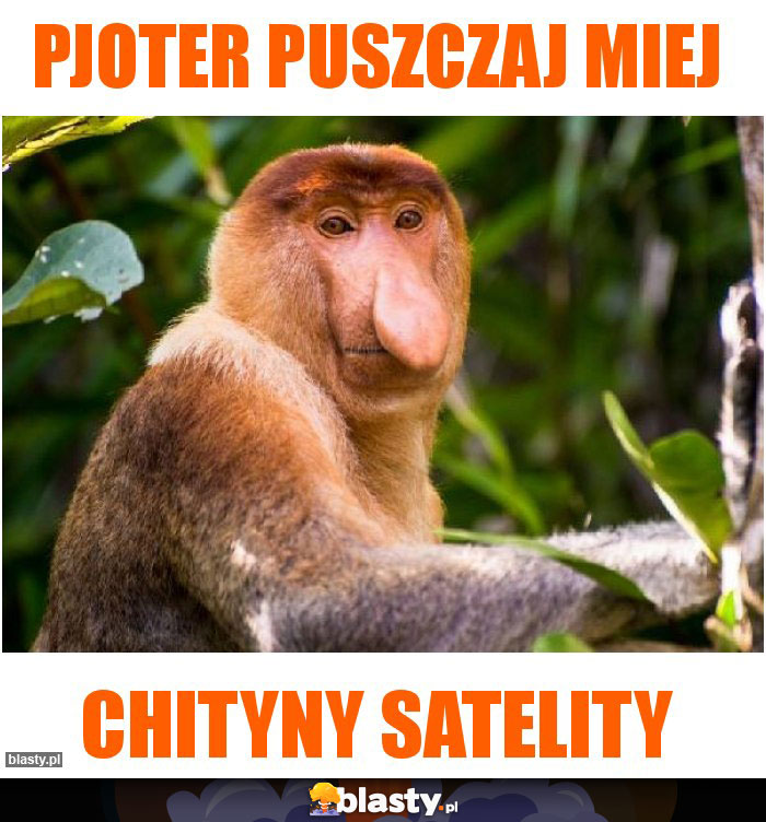 Pjoter puszczaj miej