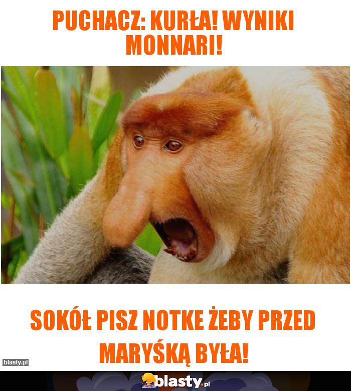 Puchacz: Kurła! Wyniki monnari!