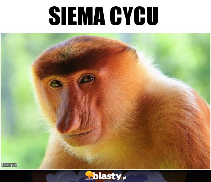 Siema Cycu