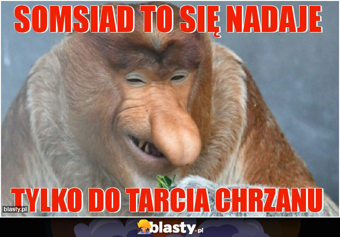 Somsiad to się nadaje