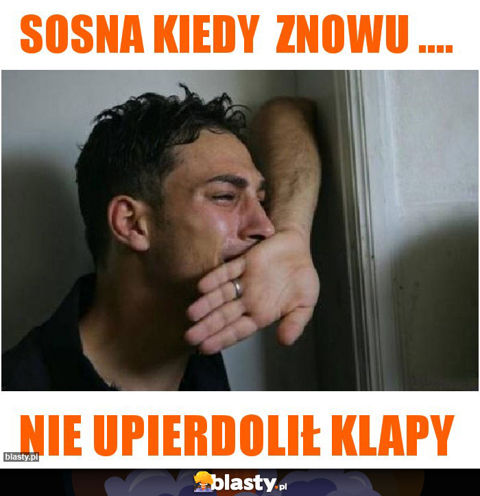 sosna kiedy  znowu ....