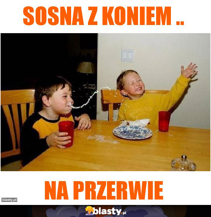 sosna z koniem ..