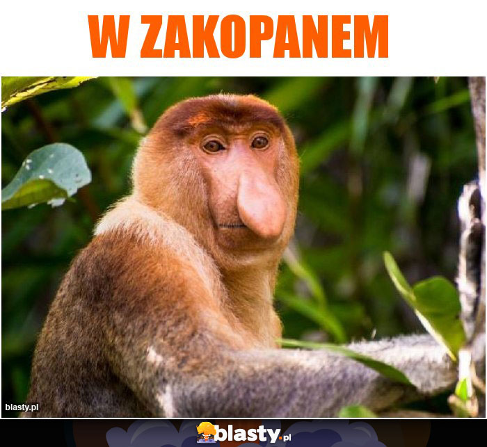 W ZAKOPANEM