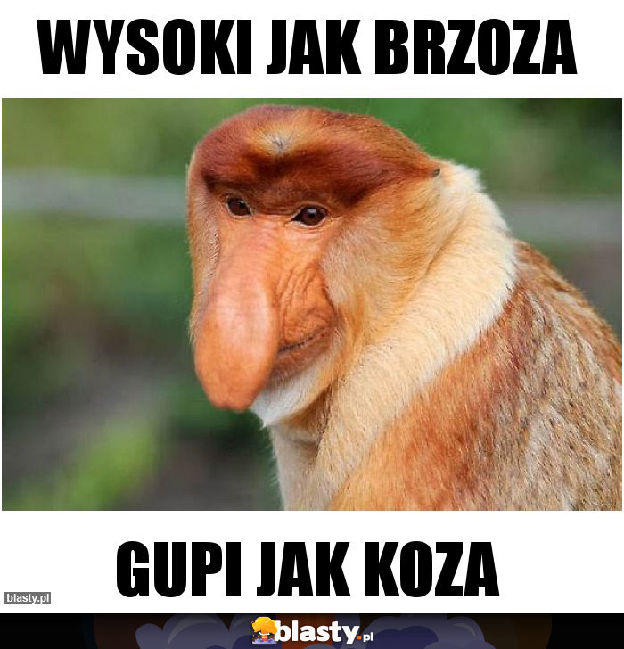 WYSOKI JAK BRZOZA