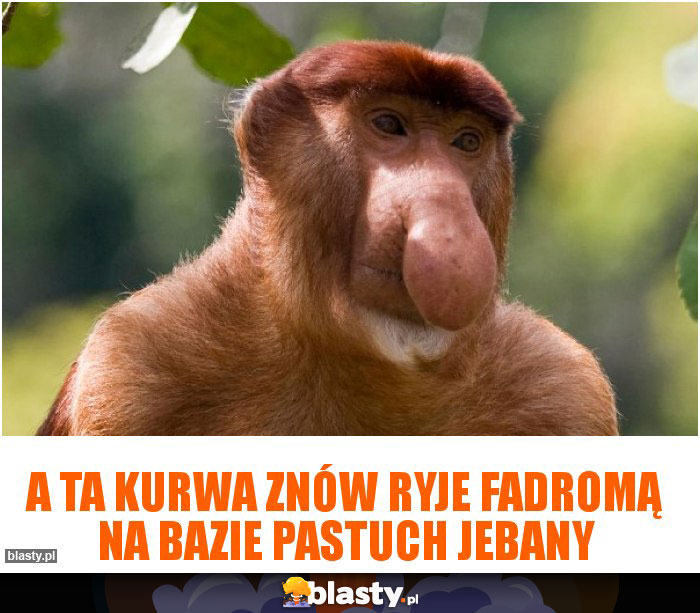 A ta kurwa znów ryje fadromą na bazie pastuch jebany