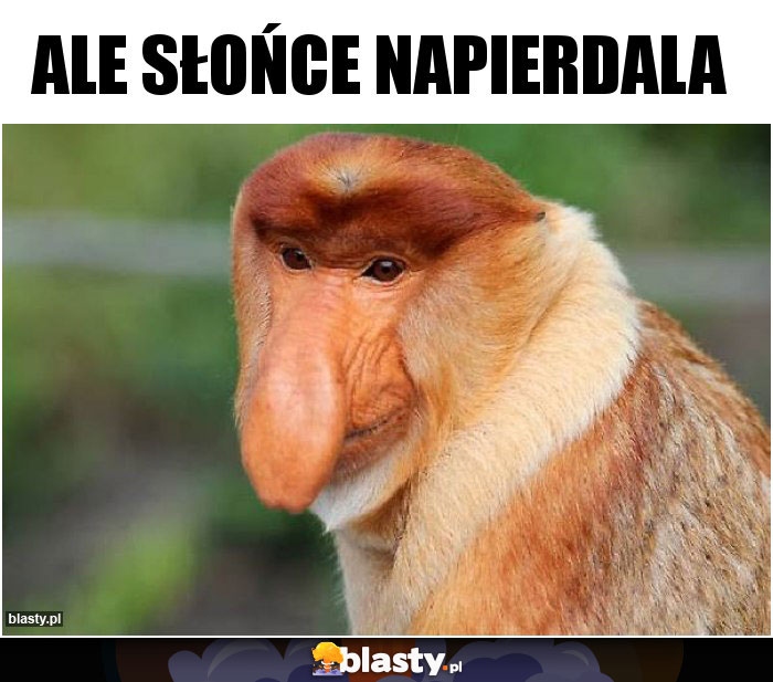 Ale słońce napierdala