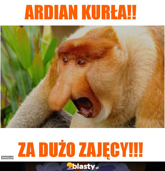 Ardian kurła!!