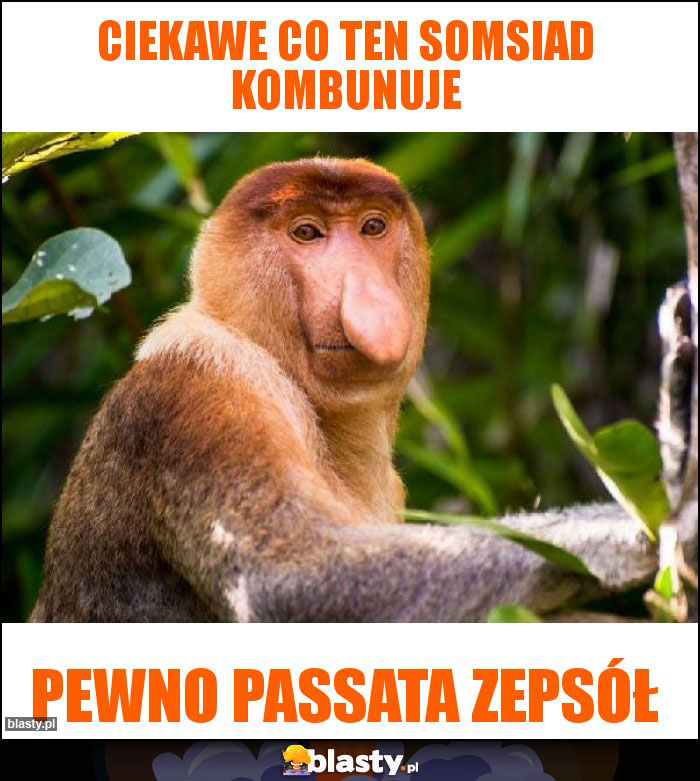 ciekawe co ten somsiad kombunuje