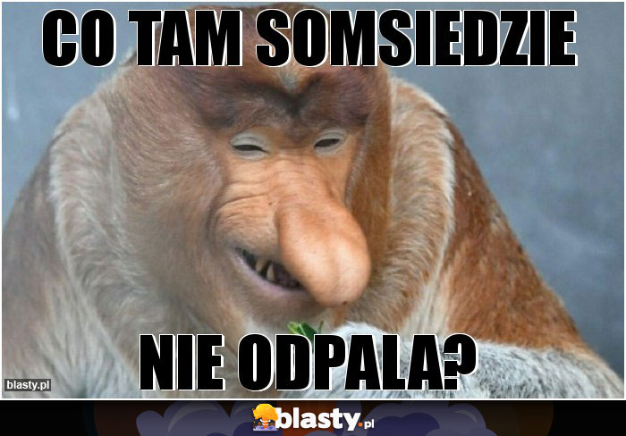 Co tam somsiedzie