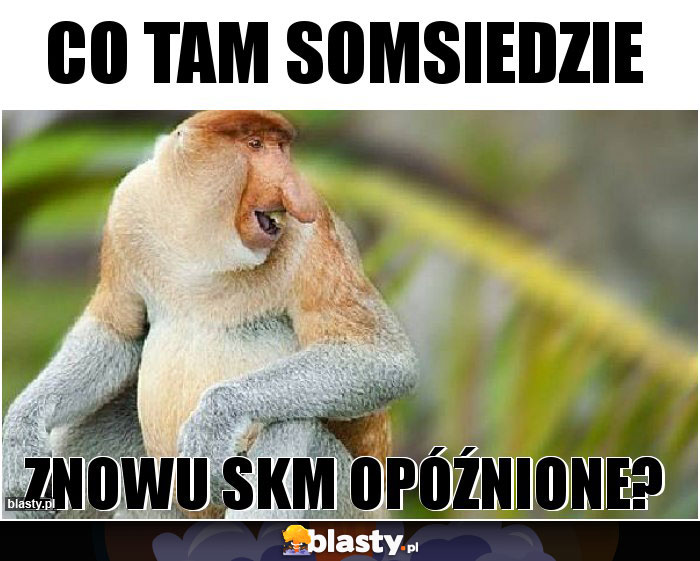 Co tam somsiedzie