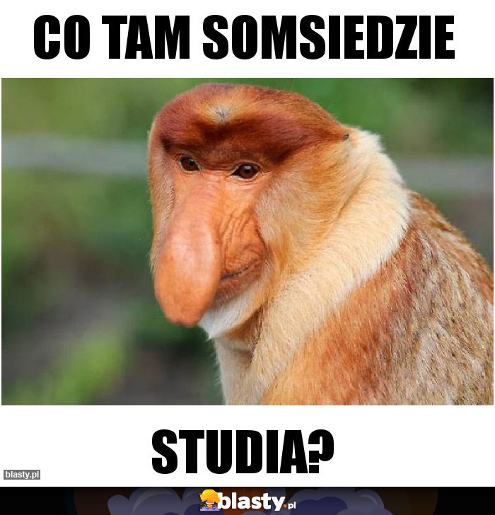 co tam somsiedzie